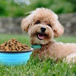 Pawvoo  Pet_store Collapsible Silicone Bowl for Dogs - 350mlDog Bowls